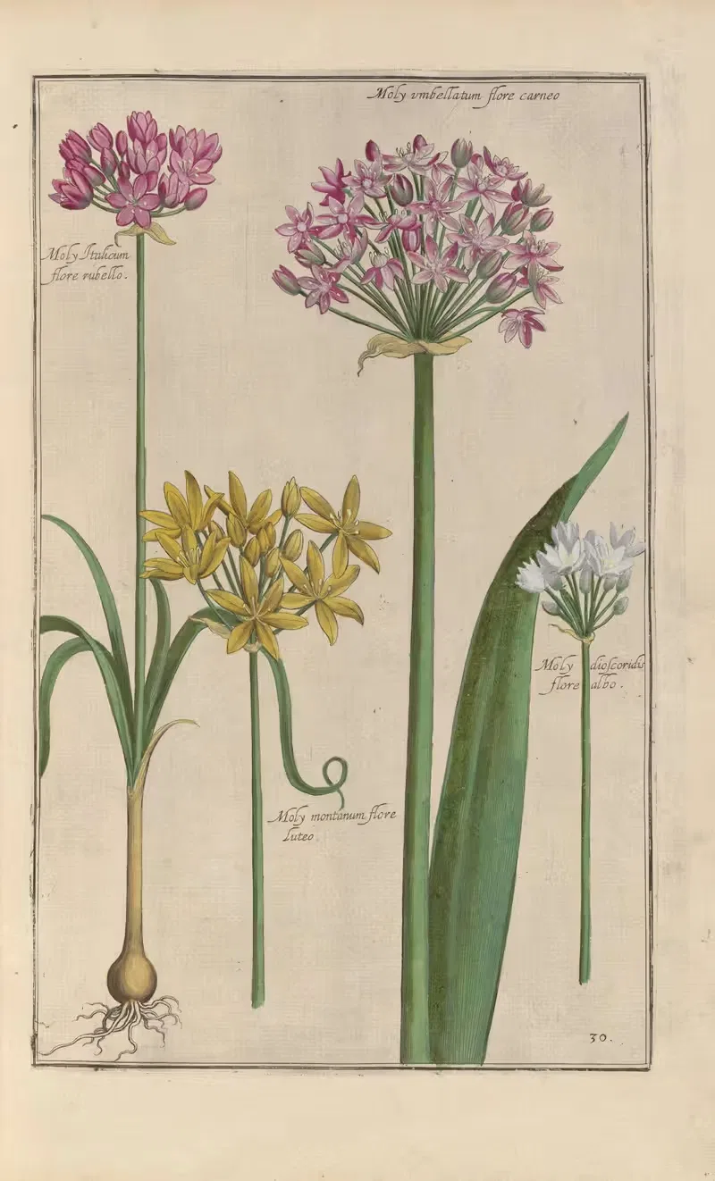 Theatrum florae Pl.32 by Daniel Rabel, 1622 — digital art print download