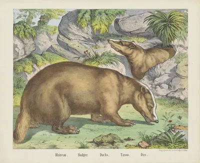 Badger by Joseph Scholz, 1829 - 1880 — digital art print download