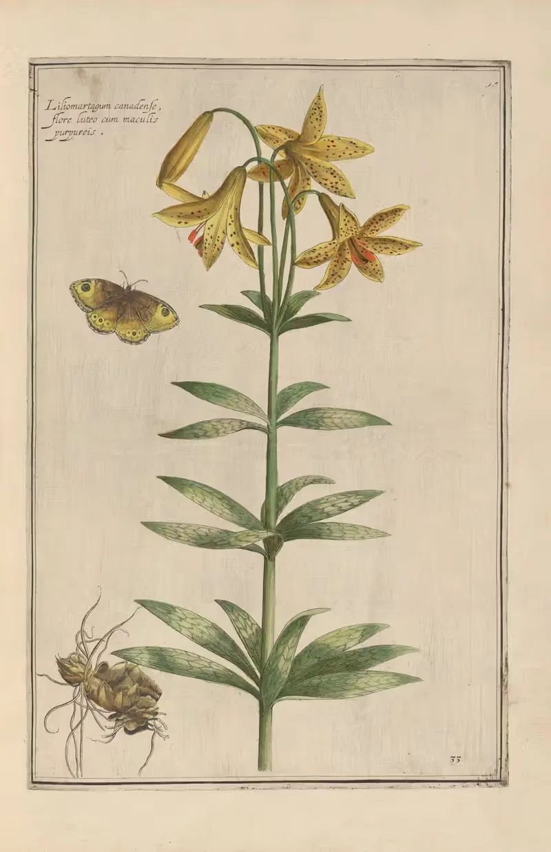 Theatrum florae Pl.35 by Daniel Rabel, 1622 — digital art print download