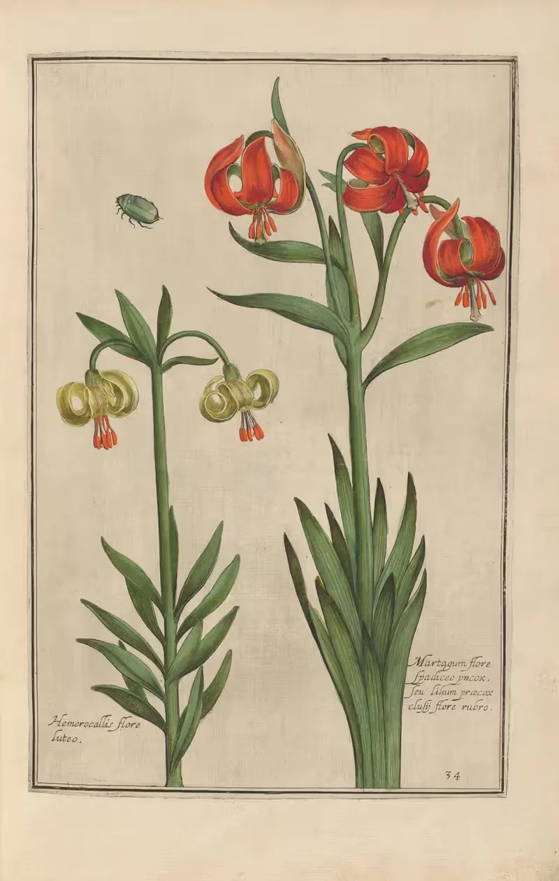 Theatrum florae Pl.36 by Daniel Rabel, 1622 — digital art print download