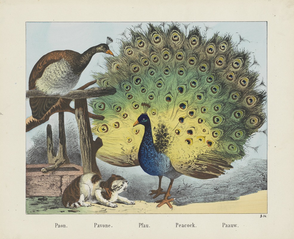 Peacock. by Иосиф Шольц, 1829 - 1880 — digital art print download