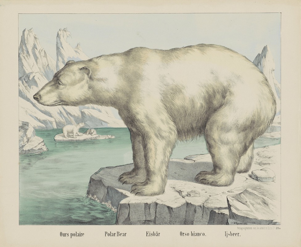 Polar bear by Иосиф Шольц, 1829 - 1880 — digital art print download