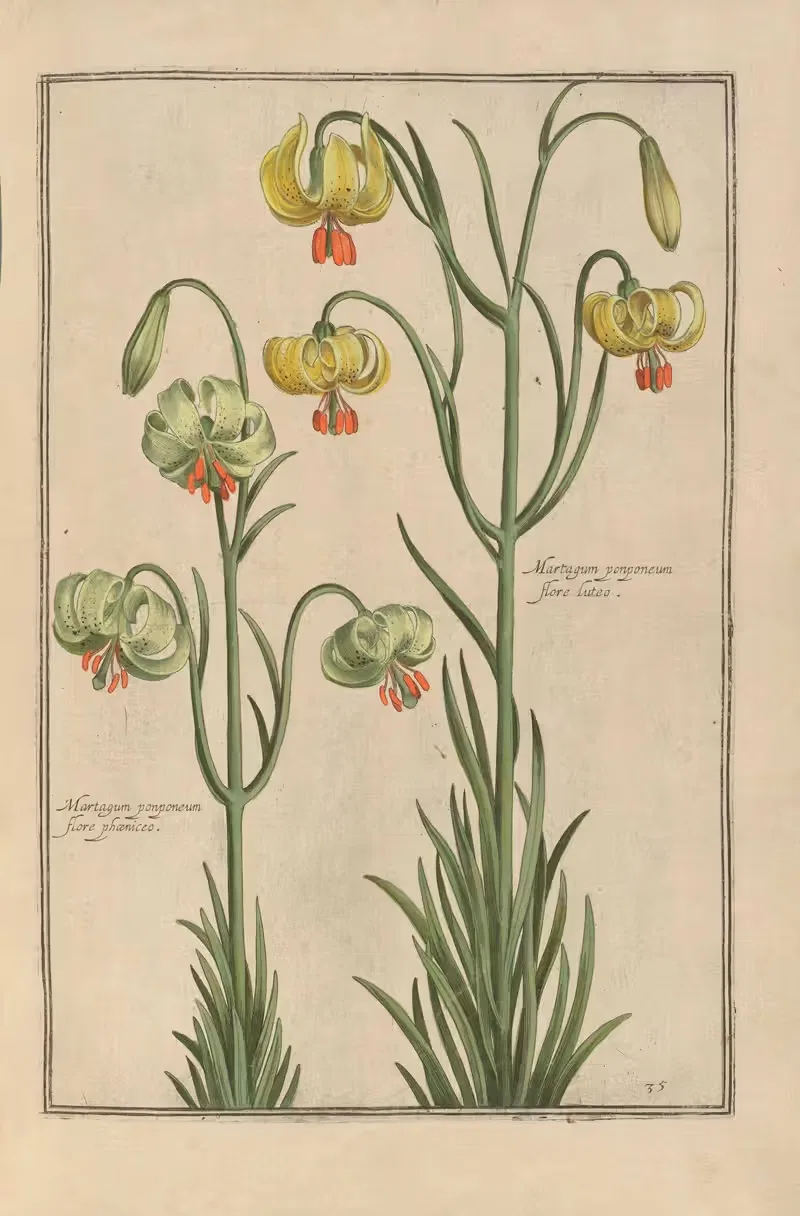Theatrum florae Pl.37 by Daniel Rabel, 1622 — digital art print download