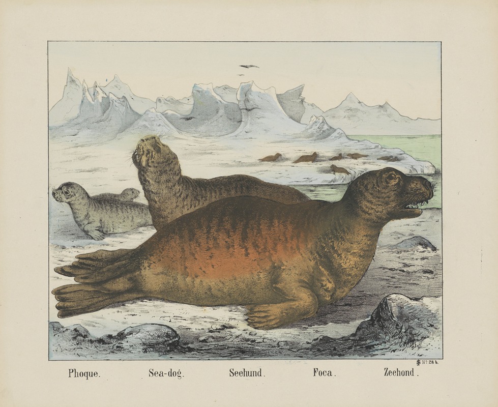 Sea-dog by Joseph Scholz, 1829 - 1880 — digital art print download