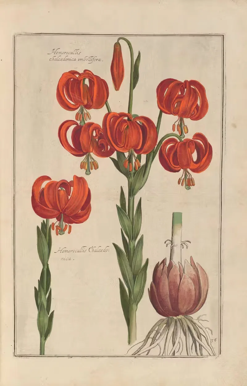 Theatrum florae Pl.38 by Daniel Rabel, 1622 — digital art print download