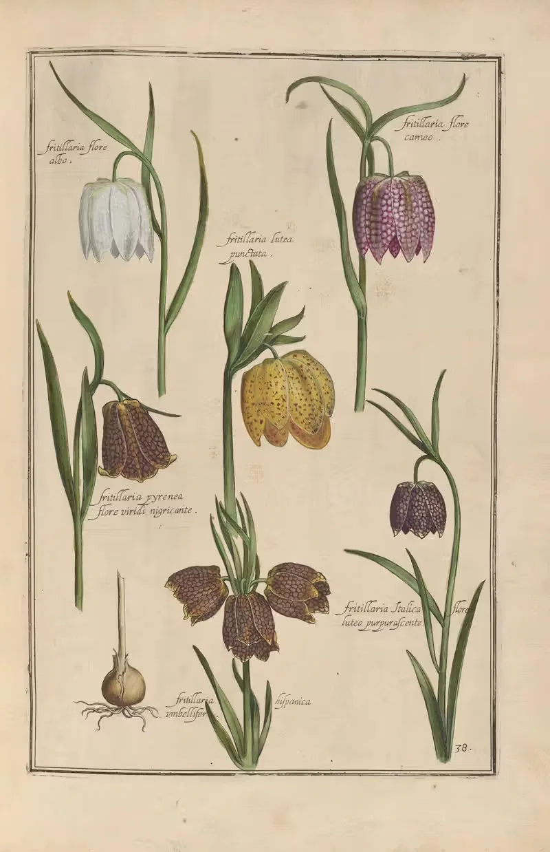 Theatrum florae Pl.40 by Daniel Rabel, 1622 — digital art print download
