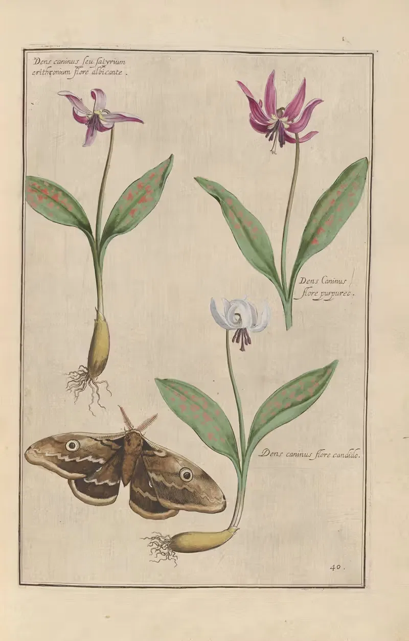 Theatrum florae Pl.42 by Daniel Rabel, 1622 — digital art print download