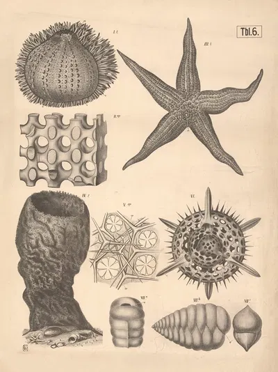 Echinoderms by A. Brass, 1882 — digital art print download