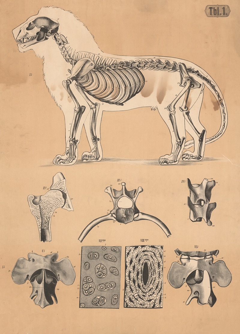 Skeleton of a lion by А. Брас, 1882 — digital art print download