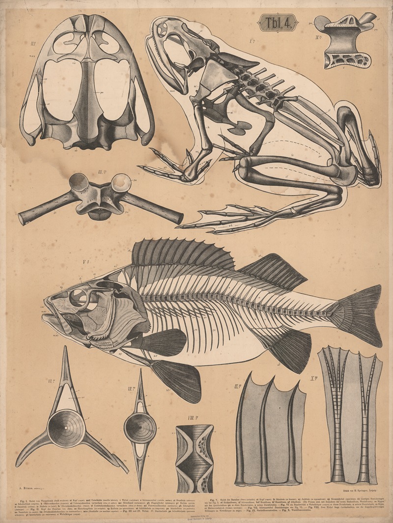 Skeleton of frog and perch by А. Брас, 1882 — digital art print download
