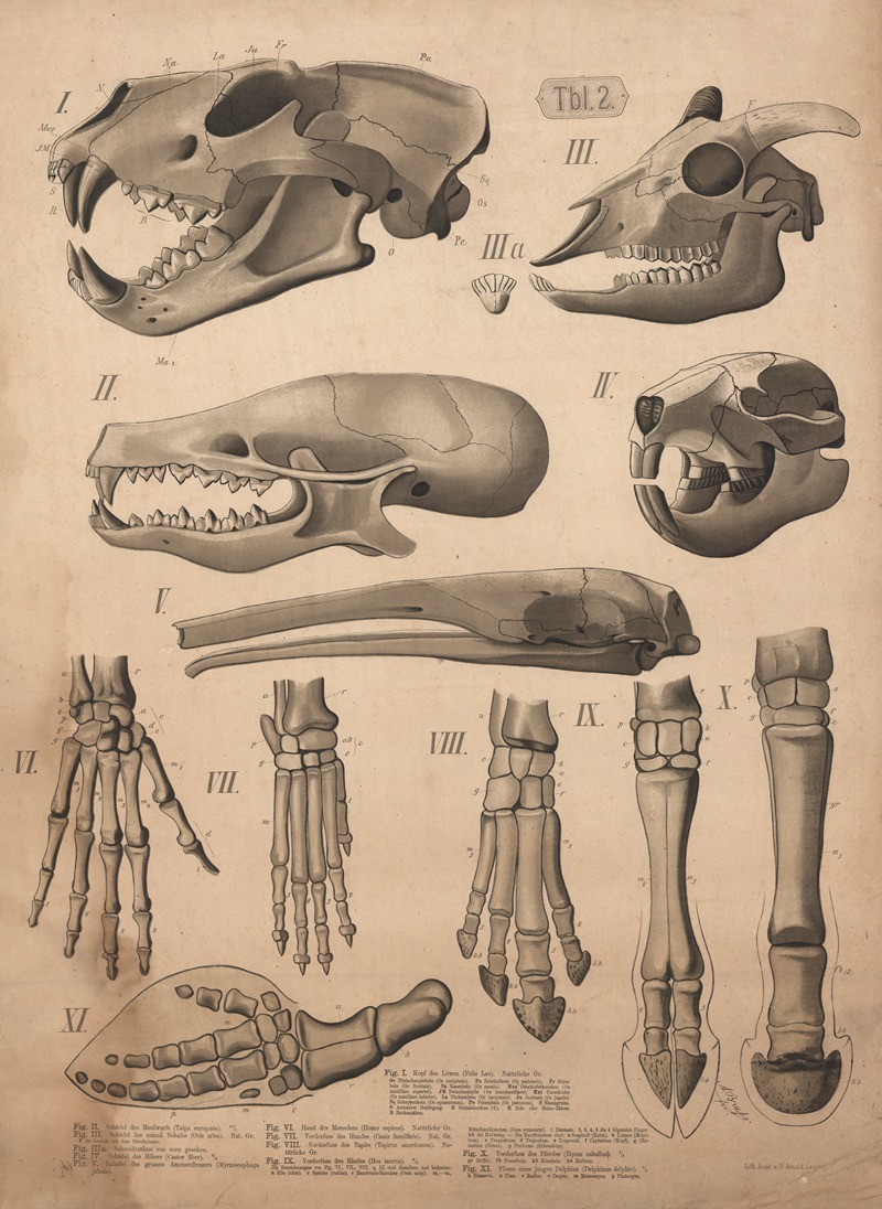 Skulls, teeth and feet by А. Брас, 1882 — digital art print download