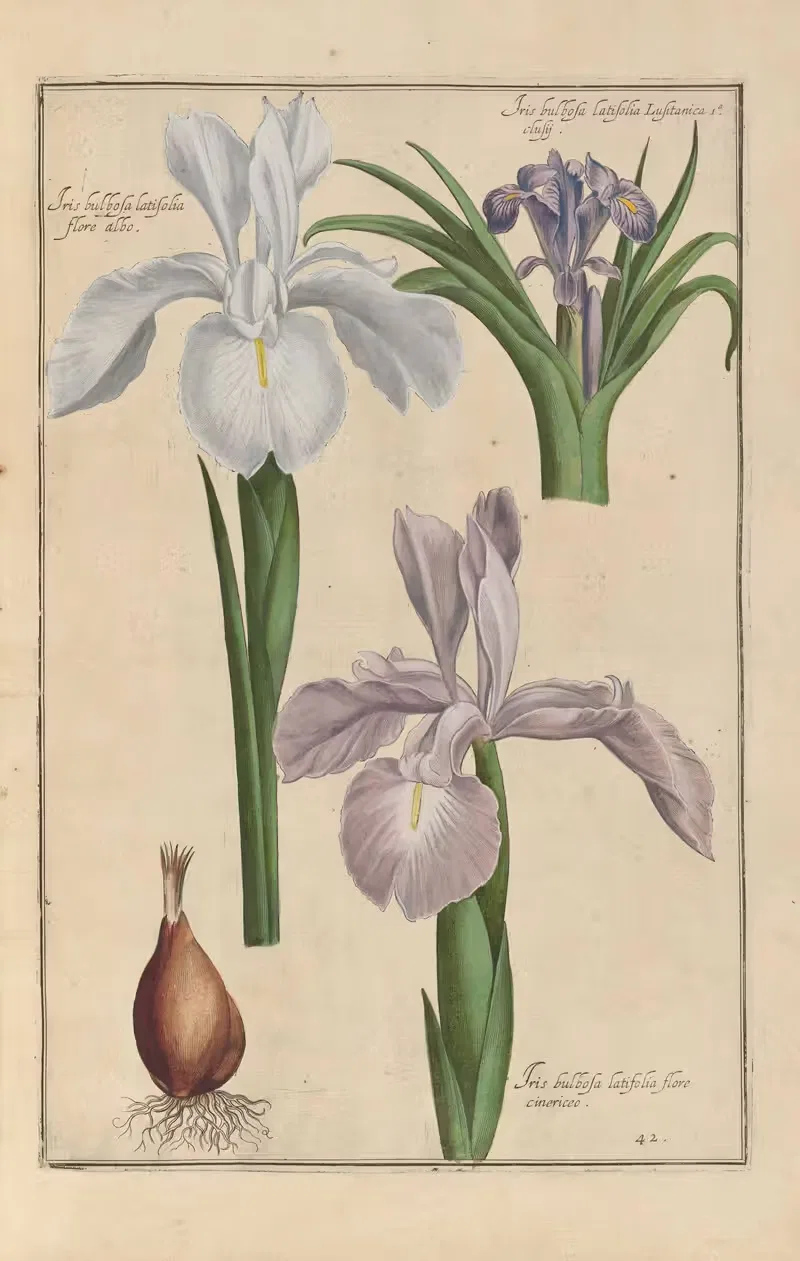 Theatrum florae Pl.44 by Daniel Rabel, 1622 — digital art print download