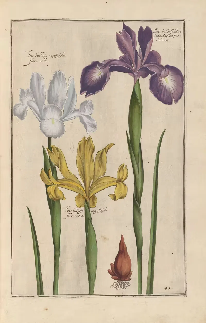 Theatrum florae Pl.45 by Daniel Rabel, 1622 — digital art print download