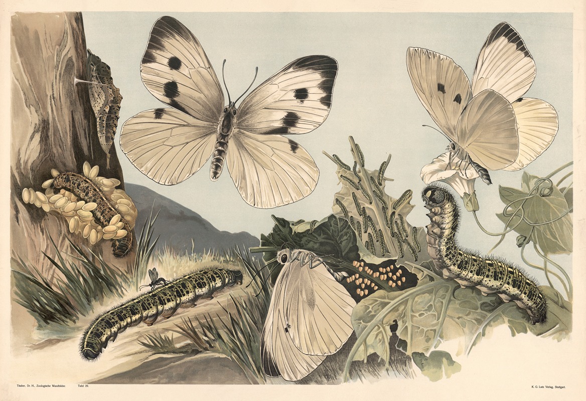 Cabbage butterfly by Alfred Fiedler, 1910 — digital art print download