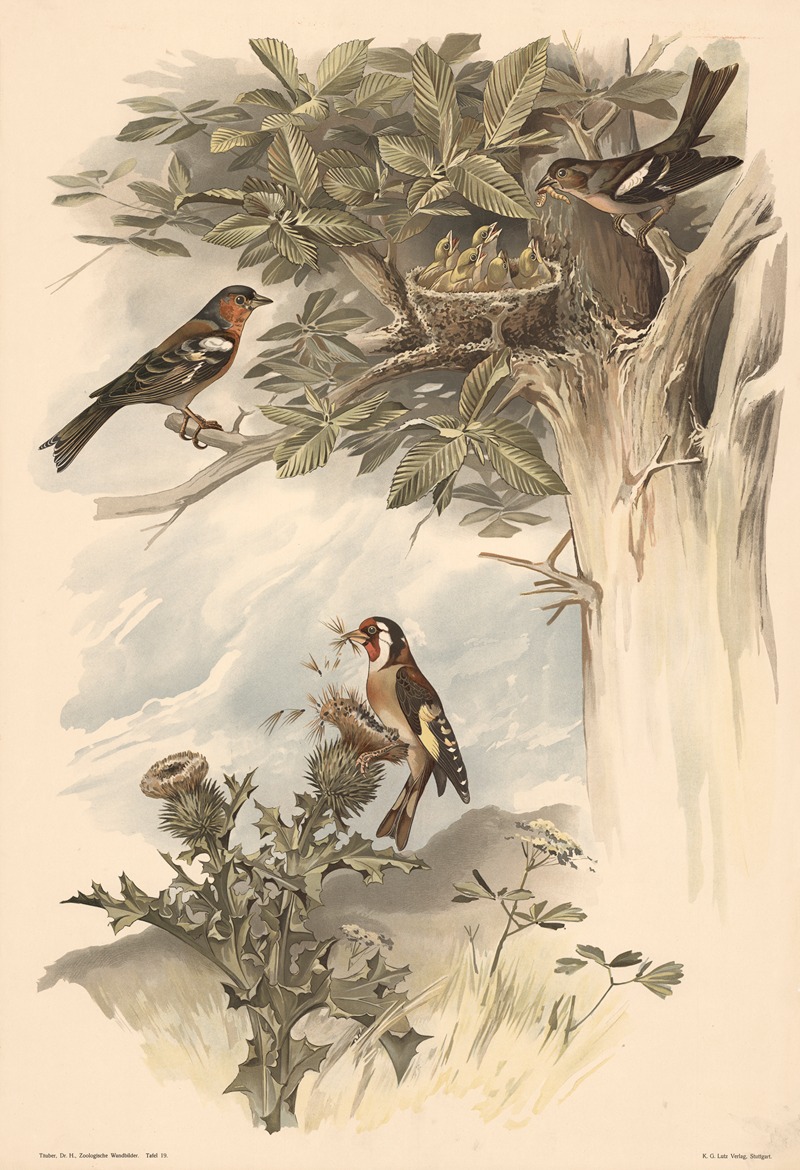 Chaffinch and goldfinch by Alfred Fiedler, 1910 — digital art print download