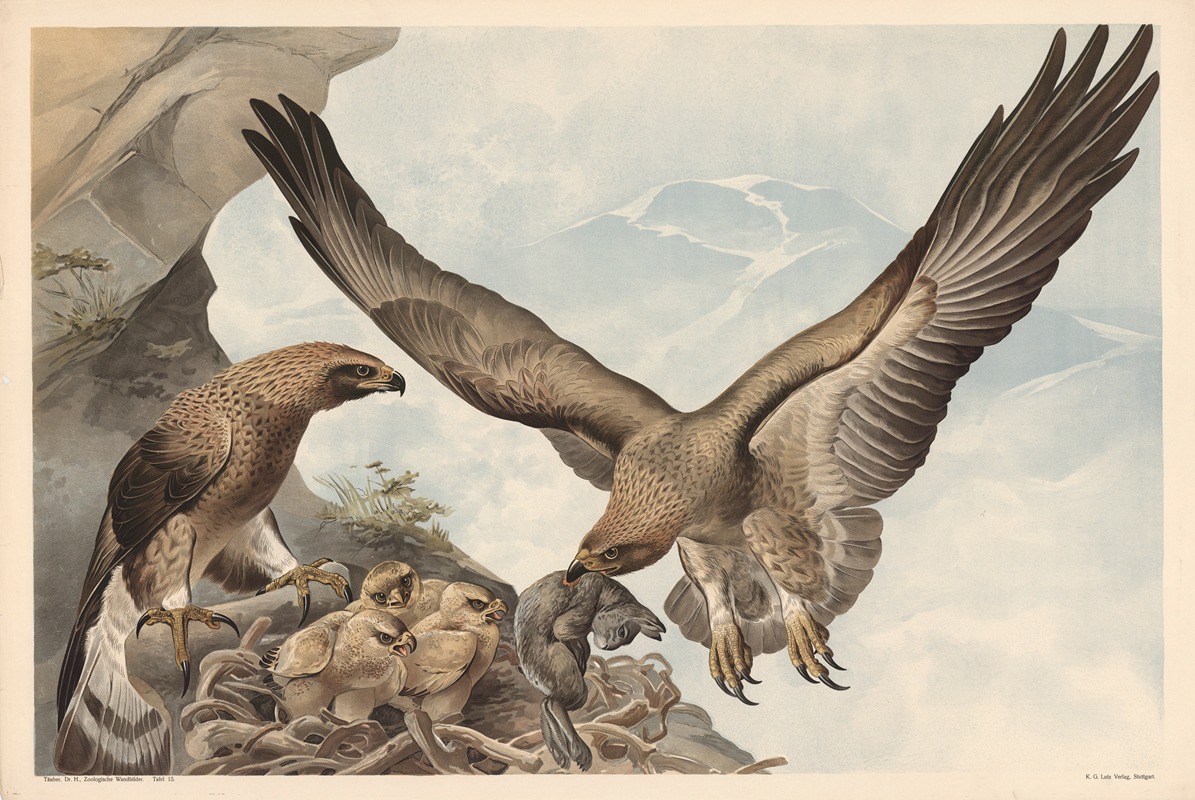 Golden eagle by Alfred Fiedler, 1910 — digital art print download