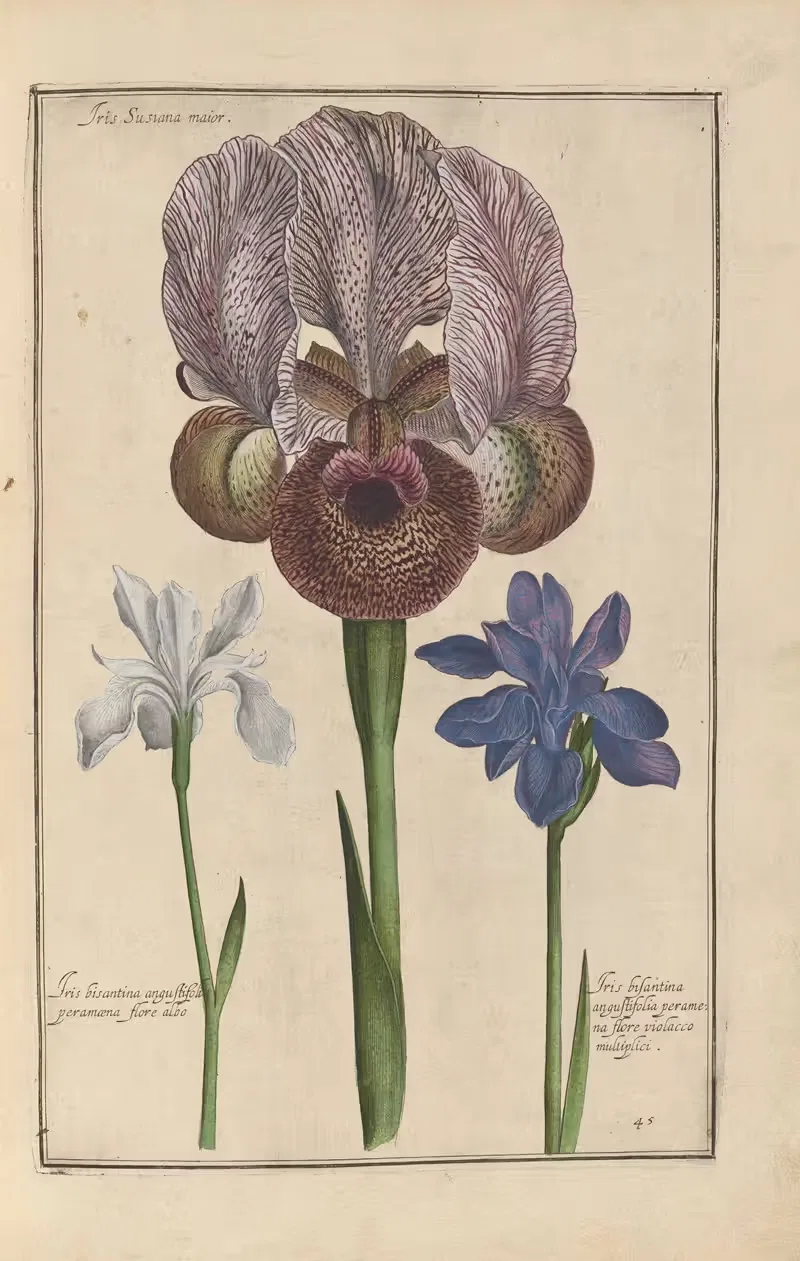 Theatrum florae Pl.47 by Daniel Rabel, 1622 — digital art print download