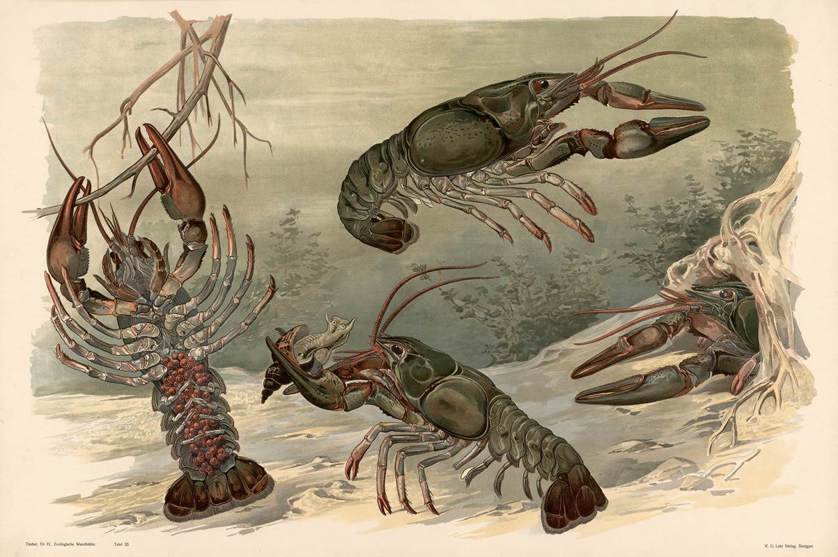 Krebs by Alfred Fiedler, 1910 — digital art print download