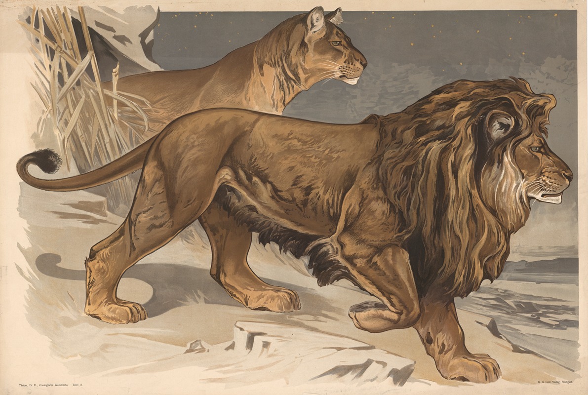 Lion by Alfred Fiedler, 1910 — digital art print download