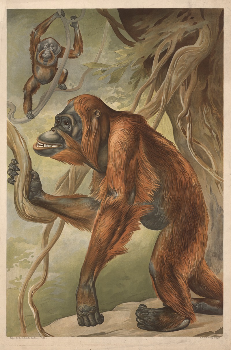 Orangutan by Alfred Fiedler, 1910 — digital art print download