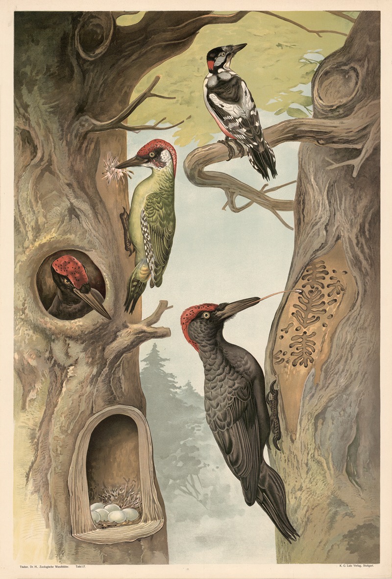 Woodpecker by Alfred Fiedler, 1910 — digital art print download