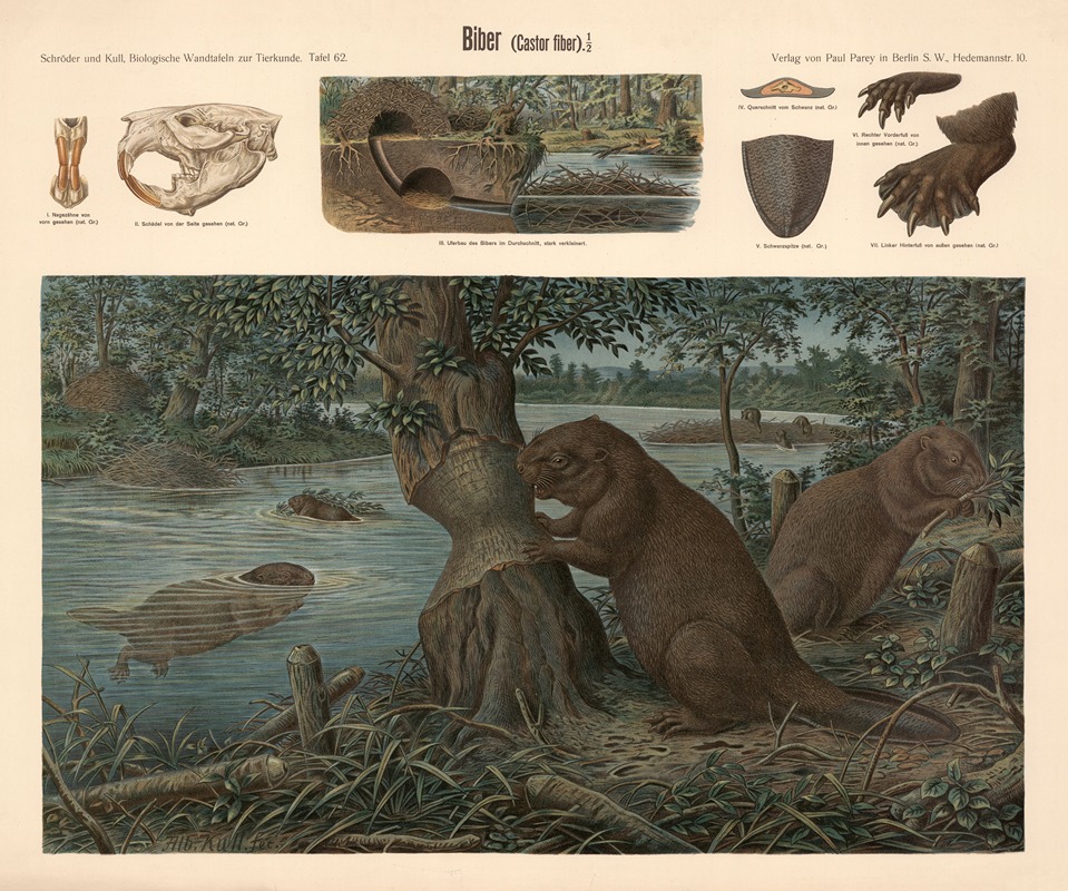 Beaver by Albert Kull — digital art print download