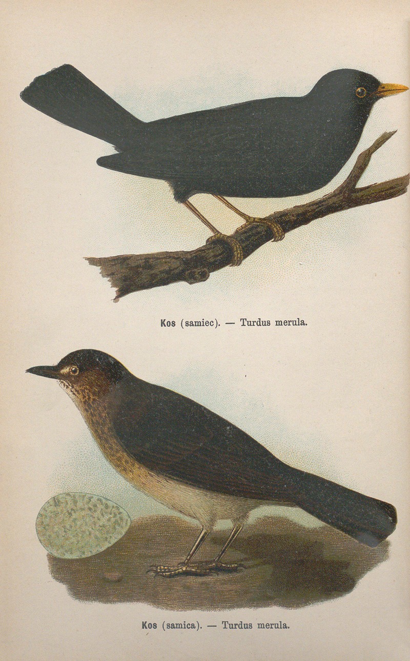 Turdus merula, Turdus merula by Bohdan Dyakowski, 1905 — digital art print download