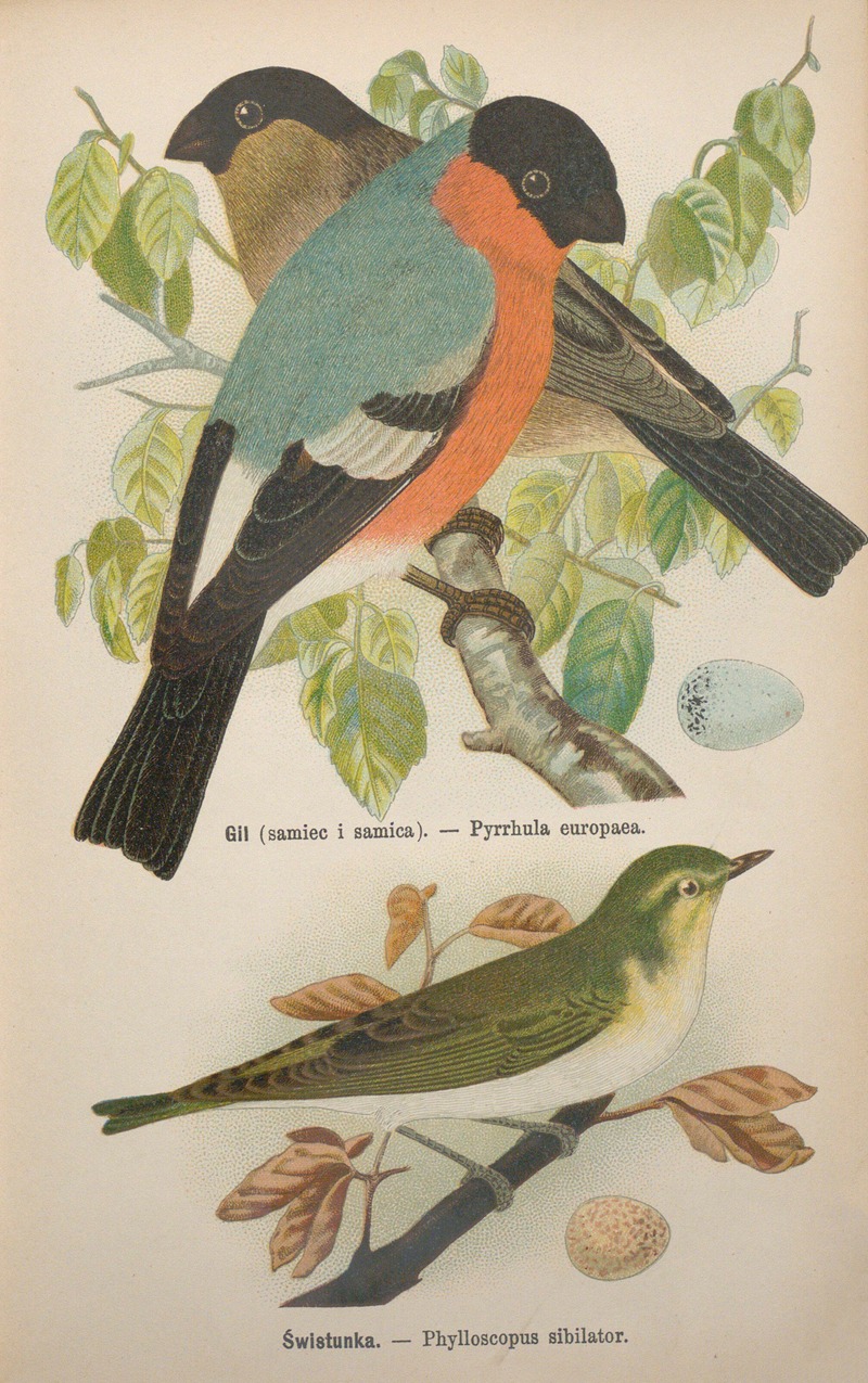 Pyrrhula europaea, Phylloscopus sibilator by Bohdan Dyakowski, 1905 — digital art print download