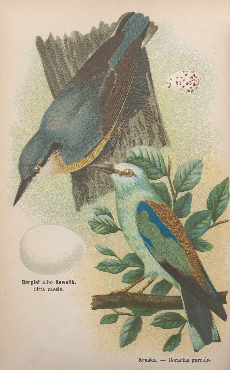 Sitta caesia, Coracias garrula by Bohdan Dyakowski, 1905 — digital art print download