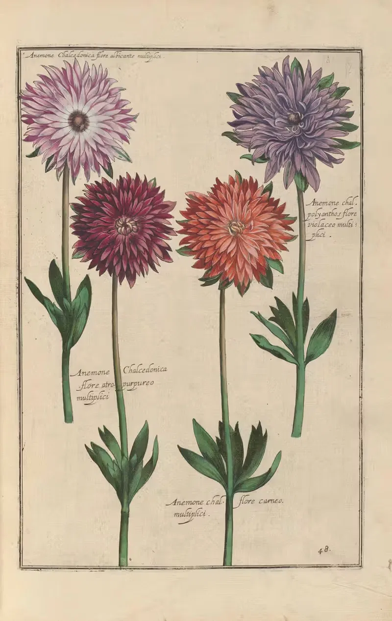 Theatrum florae Pl.50 by Daniel Rabel, 1622 — digital art print download