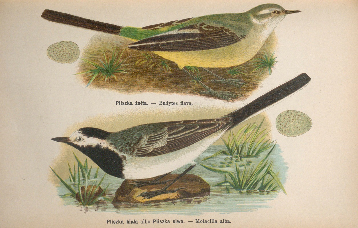 Budytes flava, Motacilla alba by Bohdan Dyakowski, 1905 — digital art print download