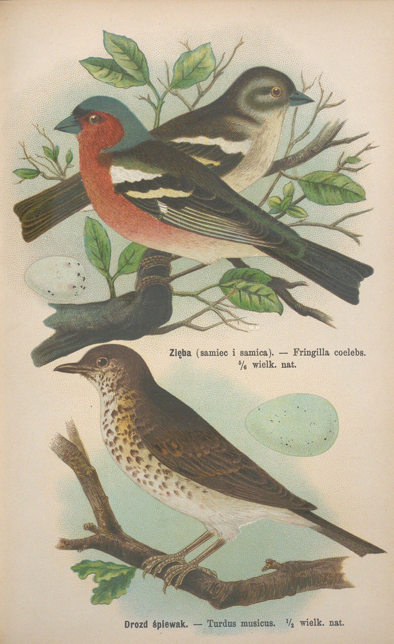 Fringilla coelebs, Turdus musicus — Bohdan Dyakowski