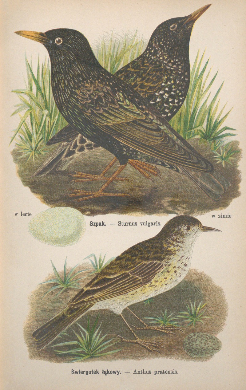 Sturnus vulgaris, Anthus pratensis — Bohdan Dyakowski
