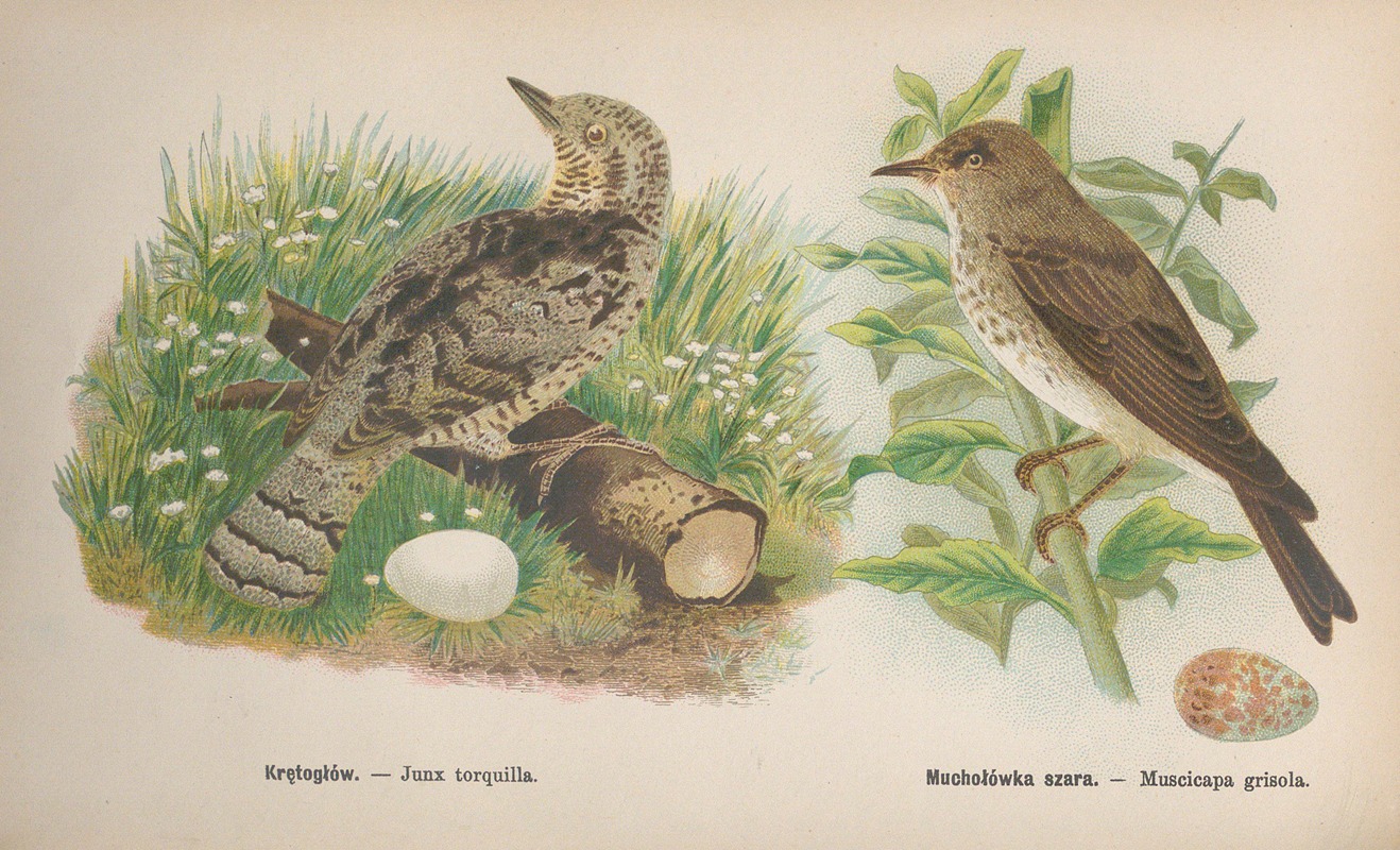 Junx torquilla, Muscicapa grisola — Bohdan Dyakowski