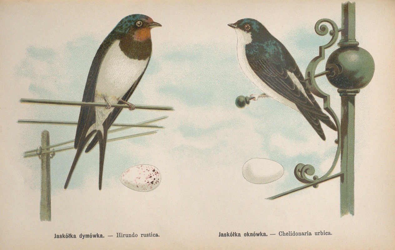 Hirundo rustica, Chelidonaria urbica — Bohdan Dyakowski