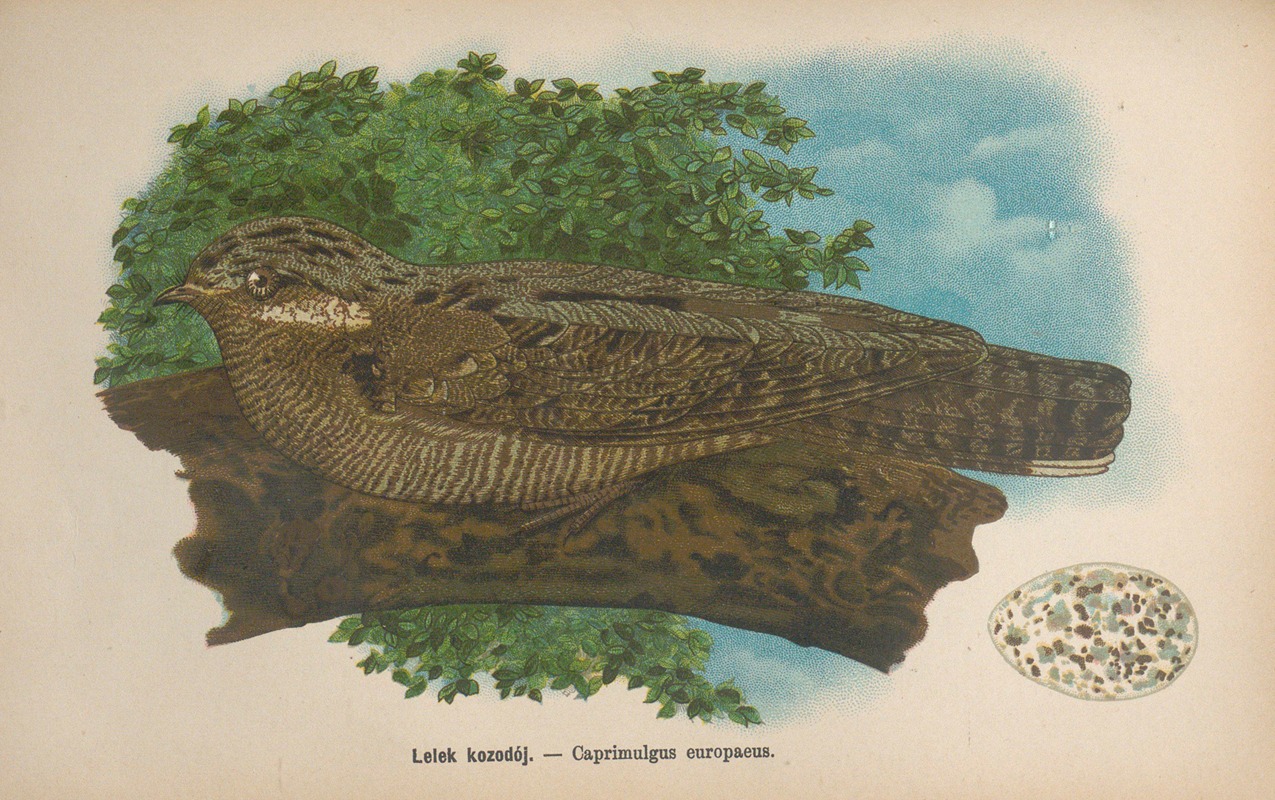Caprimulgus europaeus by Bohdan Dyakowski, 1905 — digital art print download
