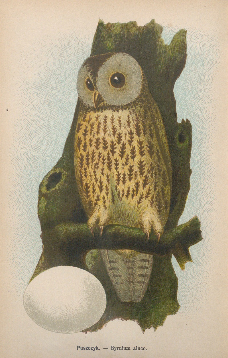 Syrnium aluco by Bohdan Dyakowski, 1905 — digital art print download