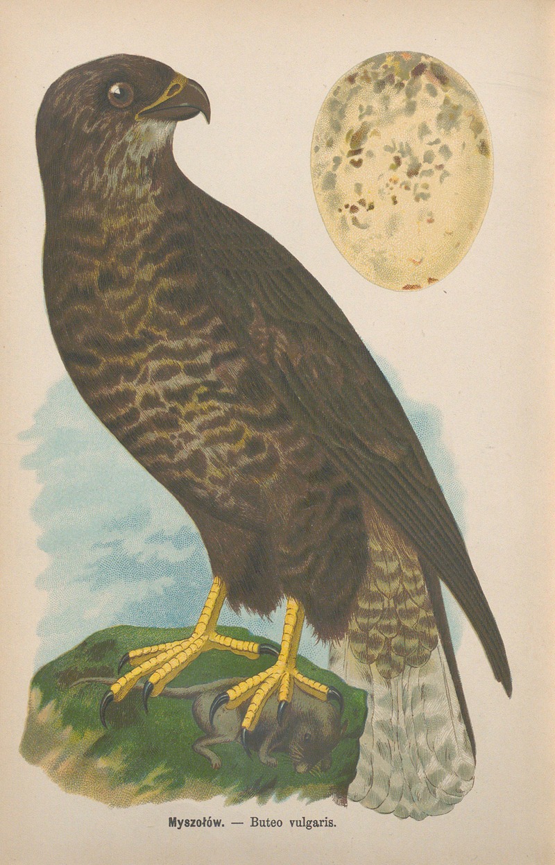 Buteo vulgaris by Bohdan Dyakowski, 1905 — digital art print download