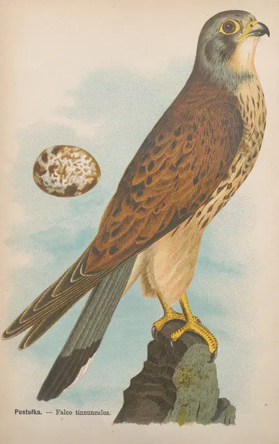 Falco tinnunculus by Bohdan Dyakowski, 1905 — digital art print download