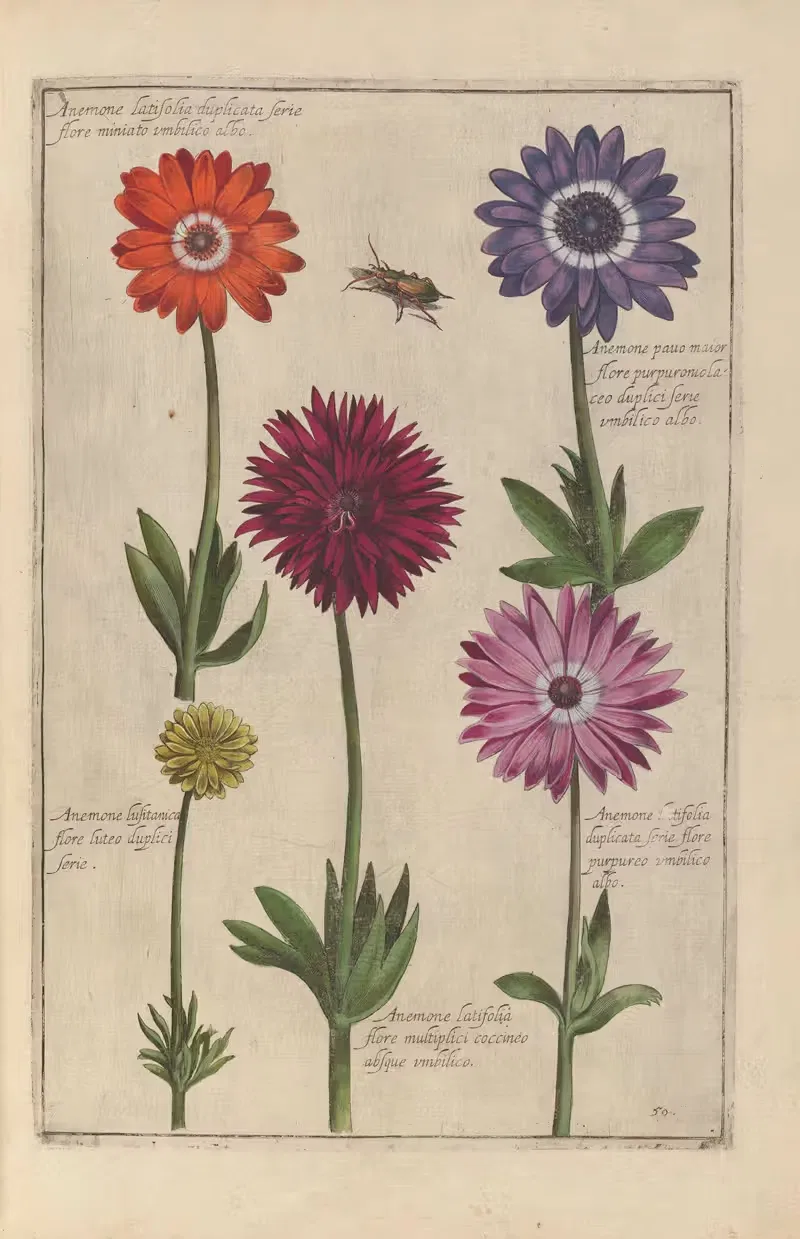 Theatrum florae Pl.52 by Daniel Rabel, 1622 — digital art print download