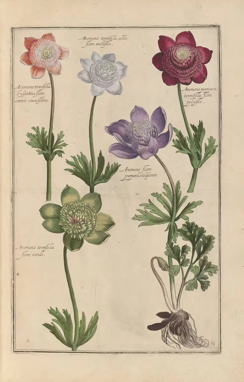 Theatrum florae Pl.53 by Daniel Rabel, 1622 — digital art print download