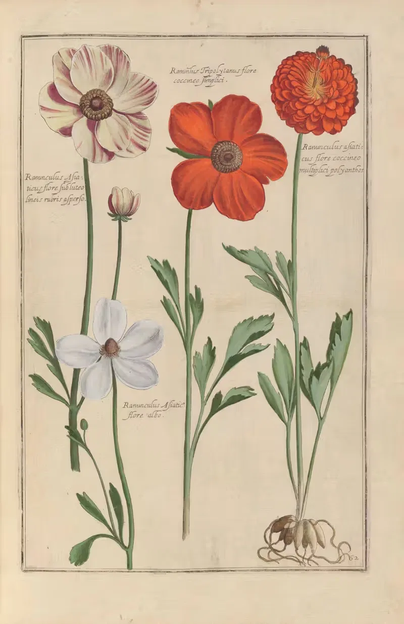 Theatrum florae Pl.54 by Daniel Rabel, 1622 — digital art print download