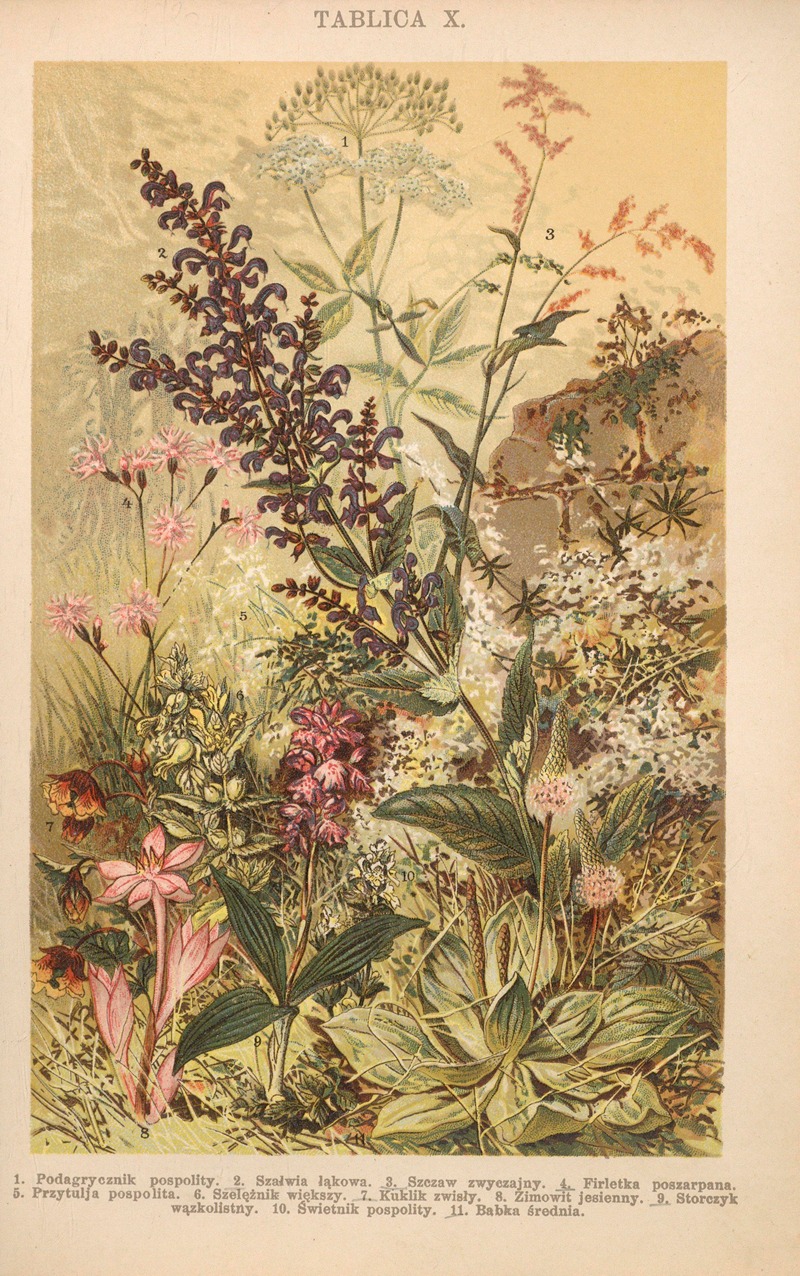 Z naszej przyrody Pl.10 — Bohdan Dyakowski