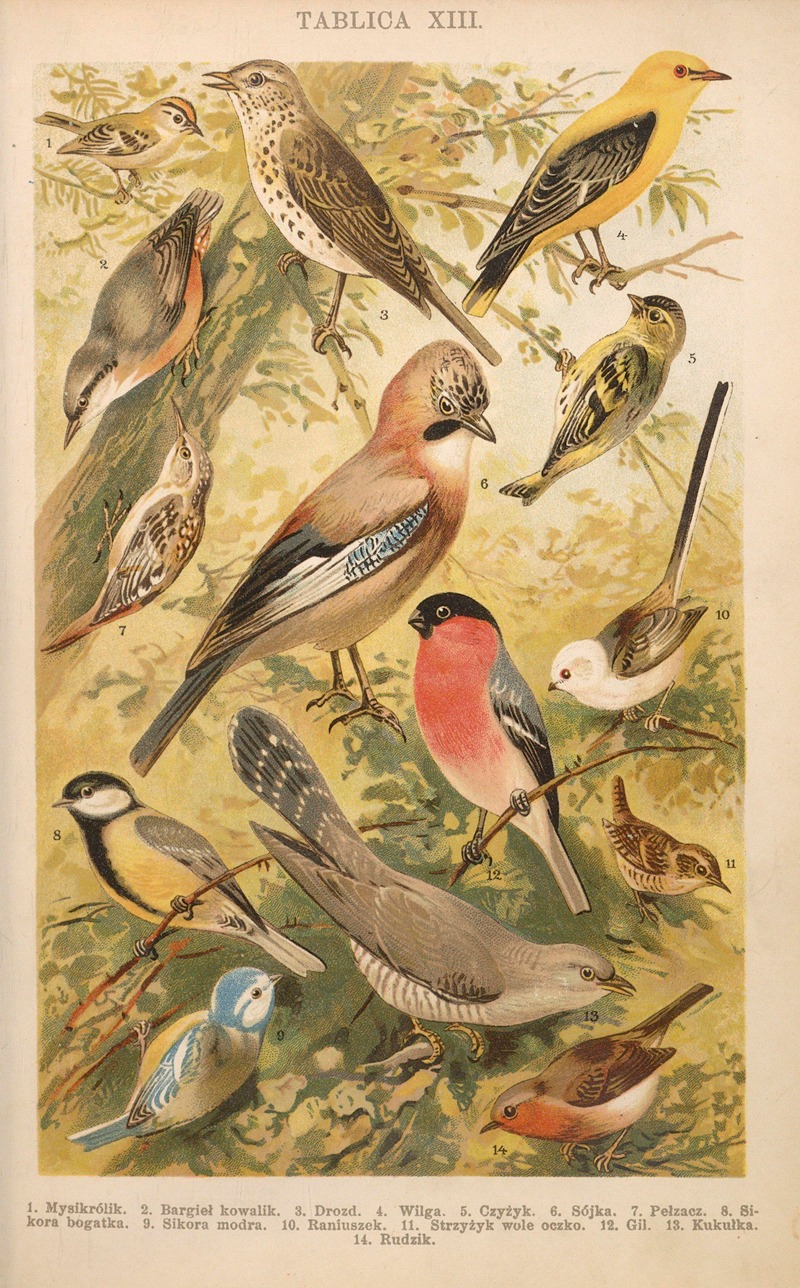 Z naszej przyrody Pl.13 — Bohdan Dyakowski
