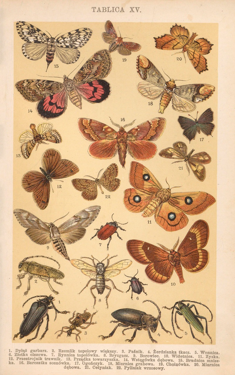 Z naszej przyrody Pl.15 — Bohdan Dyakowski