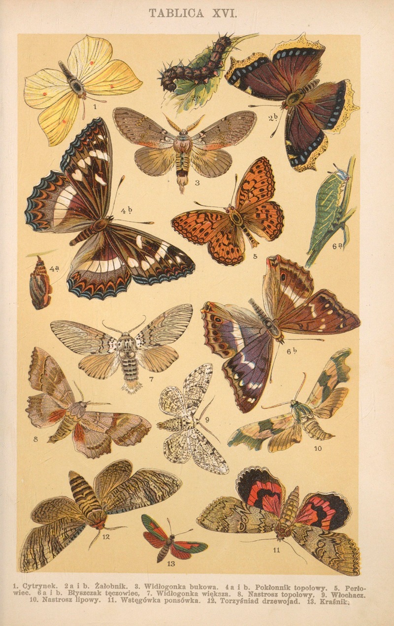 Z naszej przyrody Pl.16 — Bohdan Dyakowski
