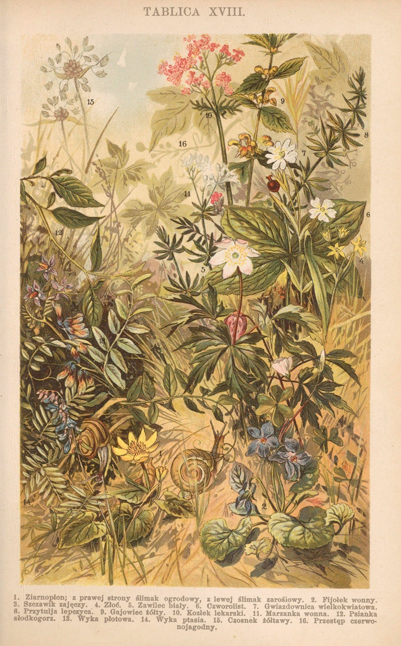 Z naszej przyrody Pl.18 — Bohdan Dyakowski