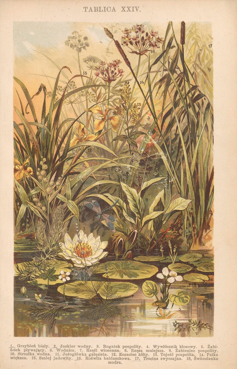 Z naszej przyrody Pl.24 — Bohdan Dyakowski