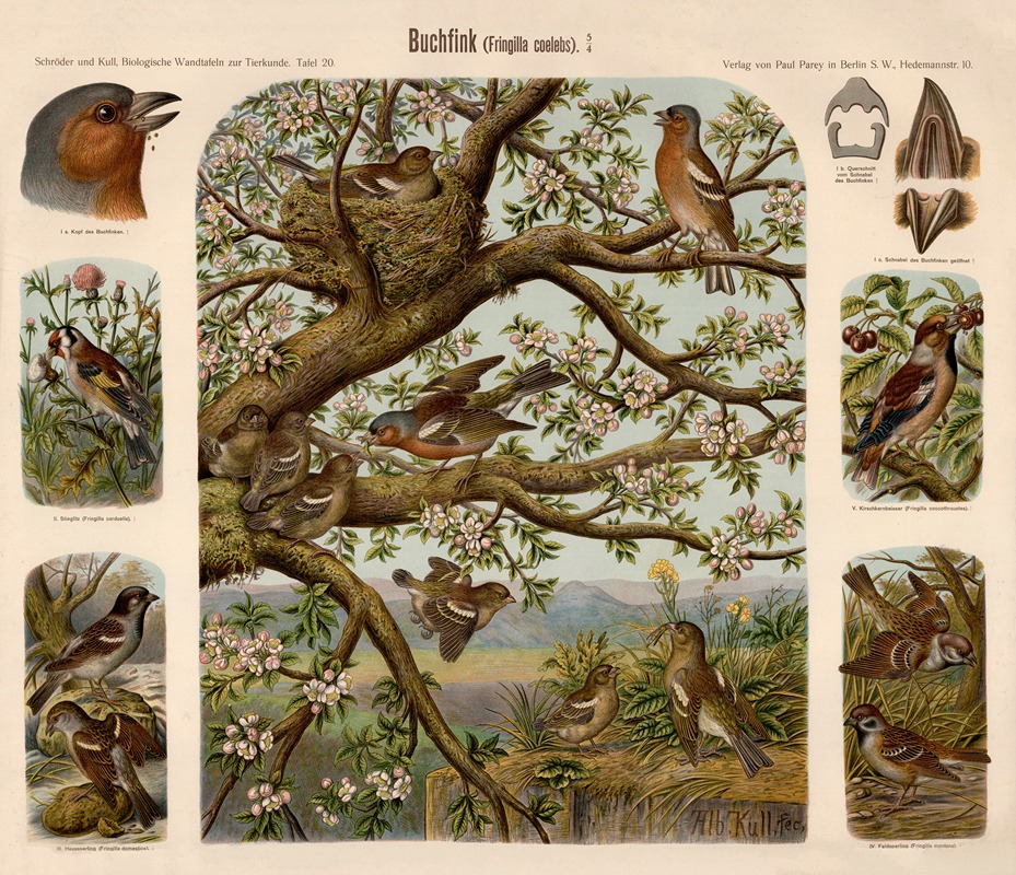 Chaffinch by Albert Kull — digital art print download