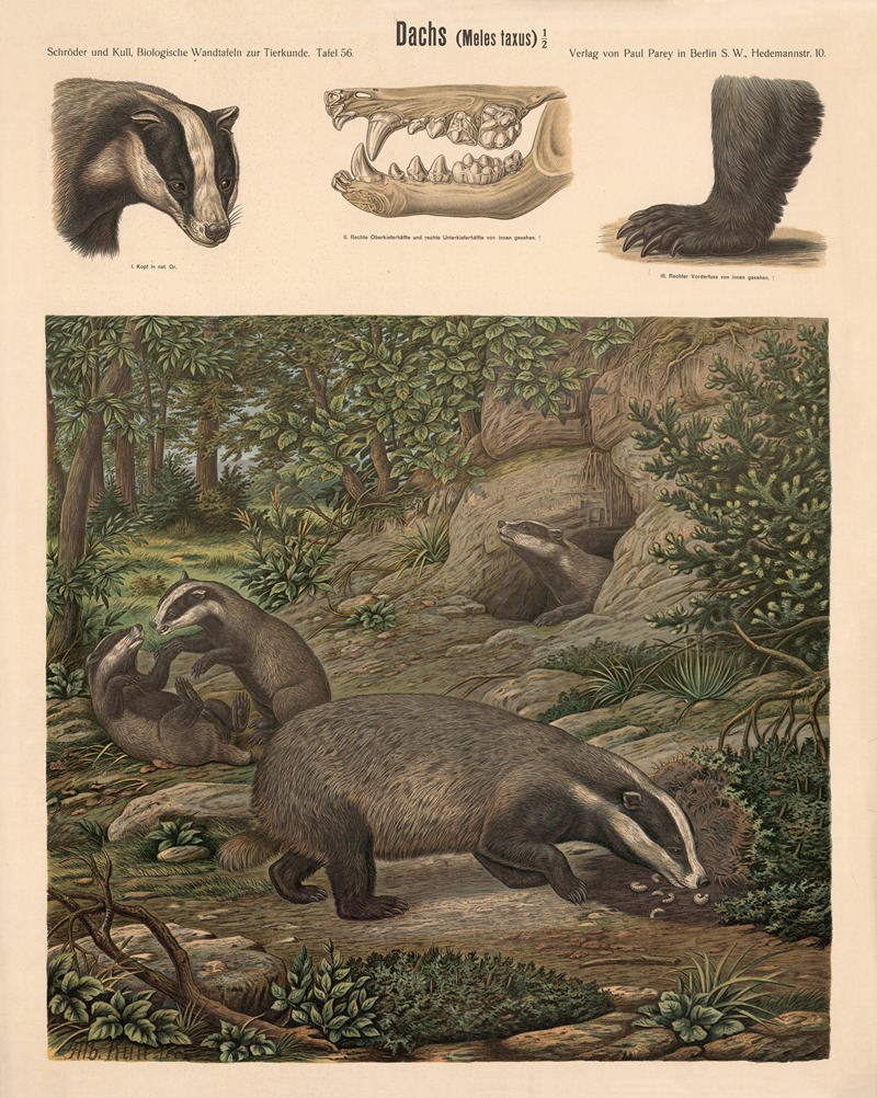 Badger by Albert Kull — digital art print download